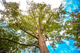 Best Tree Trimming and Pruning  in Auxvasse, MO