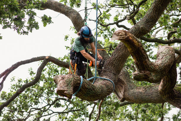 Trusted Auxvasse, MO Tree Removal Services Experts